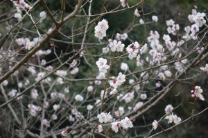 20160309 ウメの花　ブンゴ（豊後） (1)